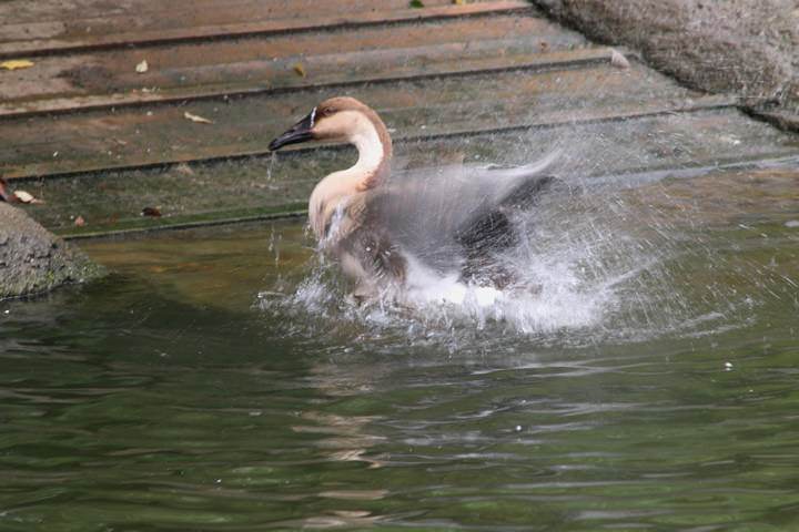 Swan Goose, by a learner