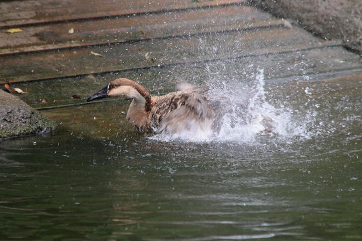 Swan Goose, by a learner