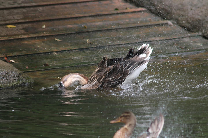 Swan Goose, by a learner