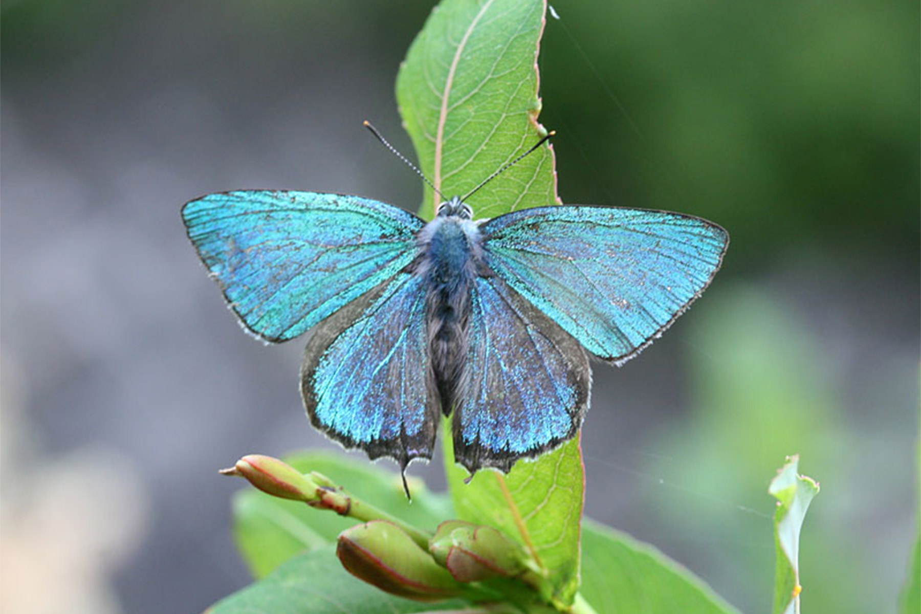 canon-bird-branch-project-biodiversity-initiatives-activities-at