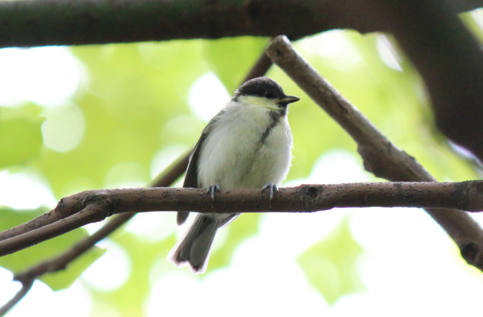 Japanese Tit (resident bird)