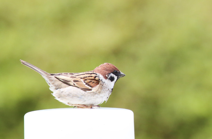Eurasian Tree Sparrow (resident bird)