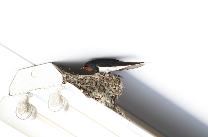 Barn Swallow（summer bird）