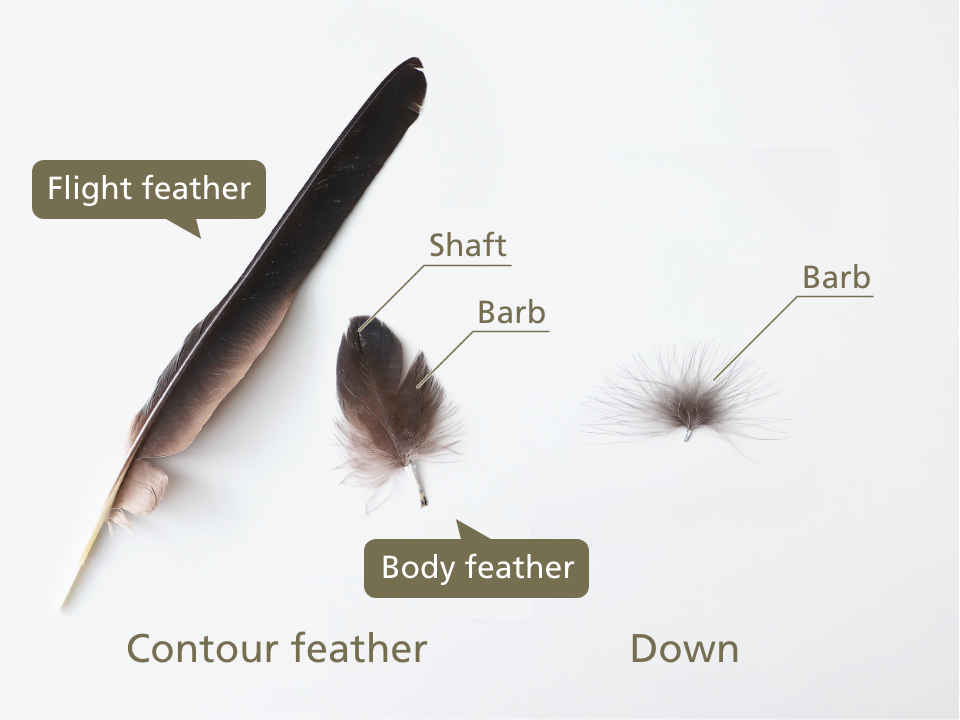 Down feathers of birds sale