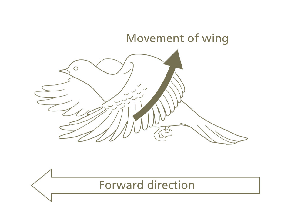 Why Do Birds Fly Unraveling The Mysteries Of Birds Vol2 Bird