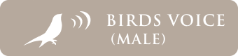 Birds voice (male)