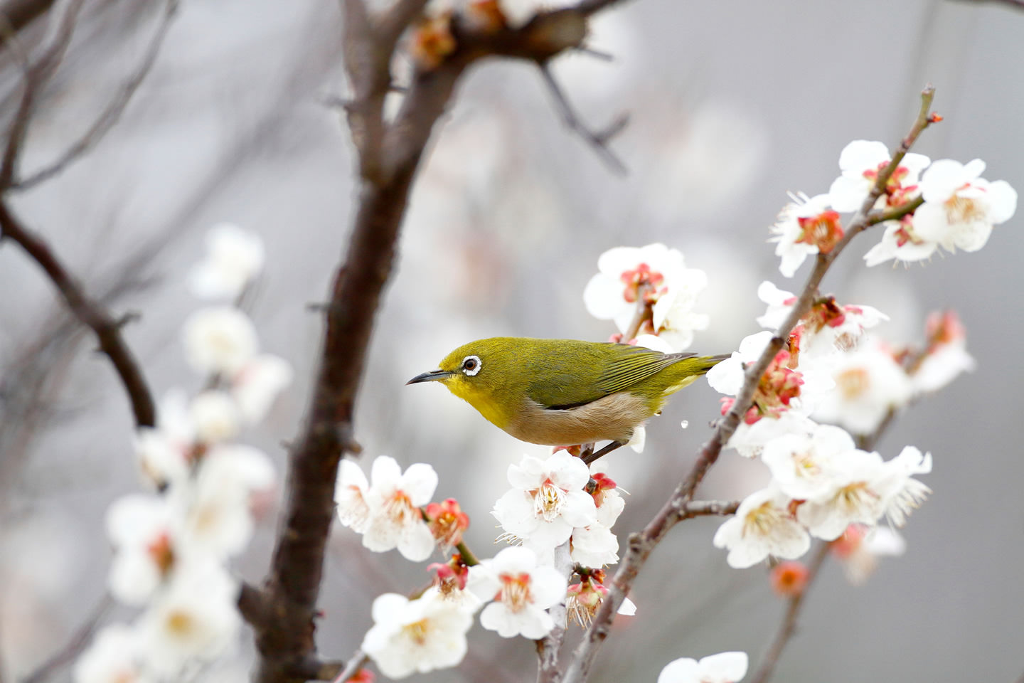 canon-bird-branch-project-biodiversity-initiatives-how-to