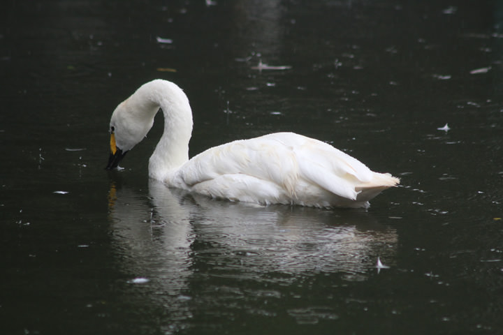 Swan, by a learner