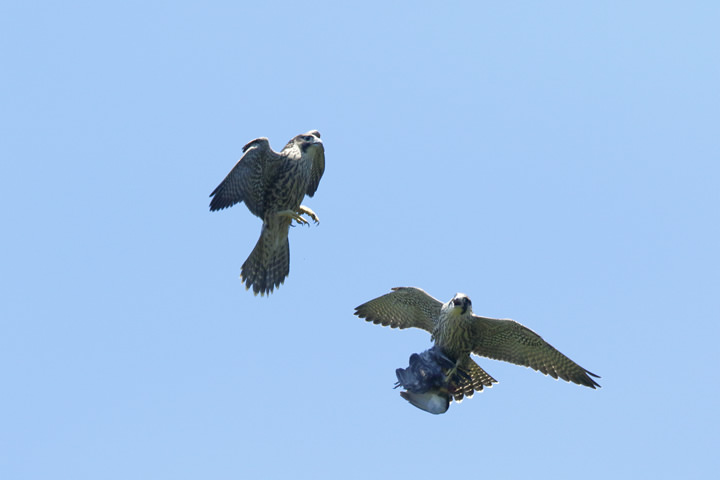 Two Peregrine Falcon siblings vie for some food