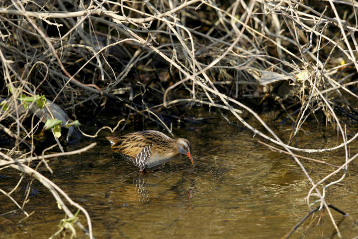 A Water Rail in a thicket