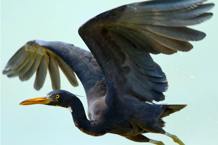A Pacific Reef Heron takes off