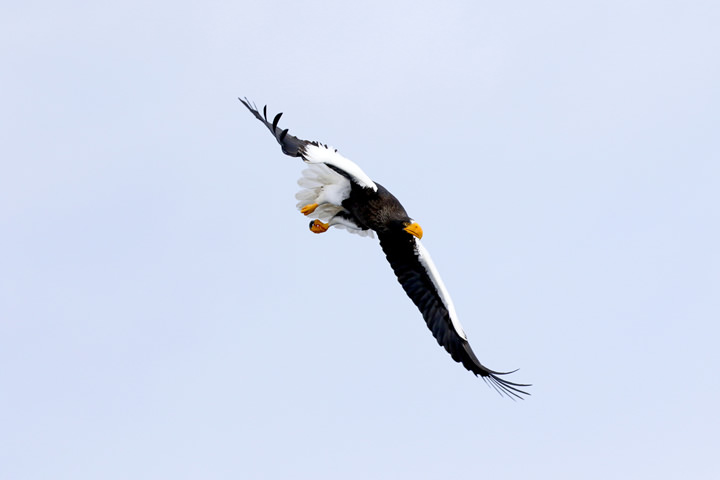 A Steller's Sea Eagle in flight