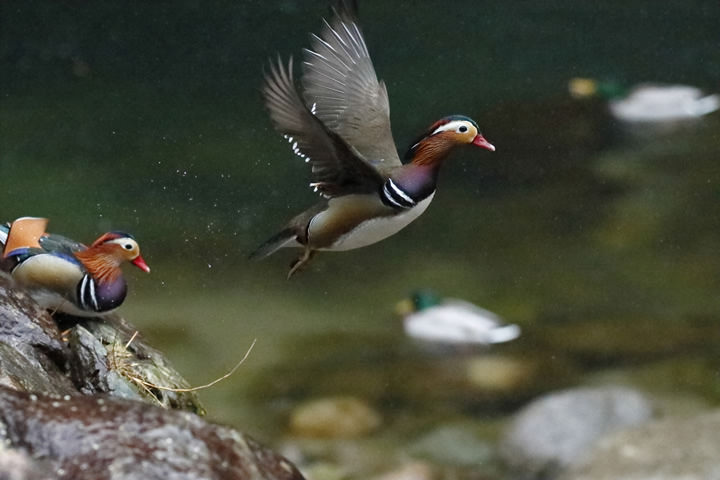 A Mandarin Duck takes flight