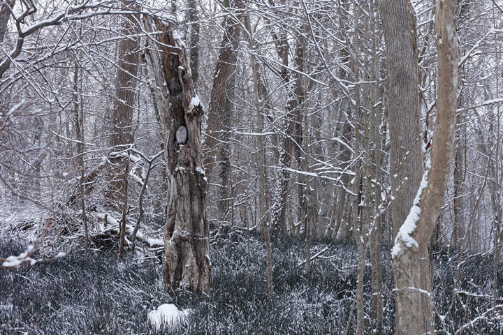 Ural Owl, in January