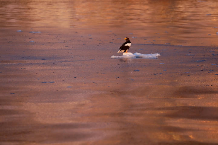 Steller’s Sea Eagle, in February