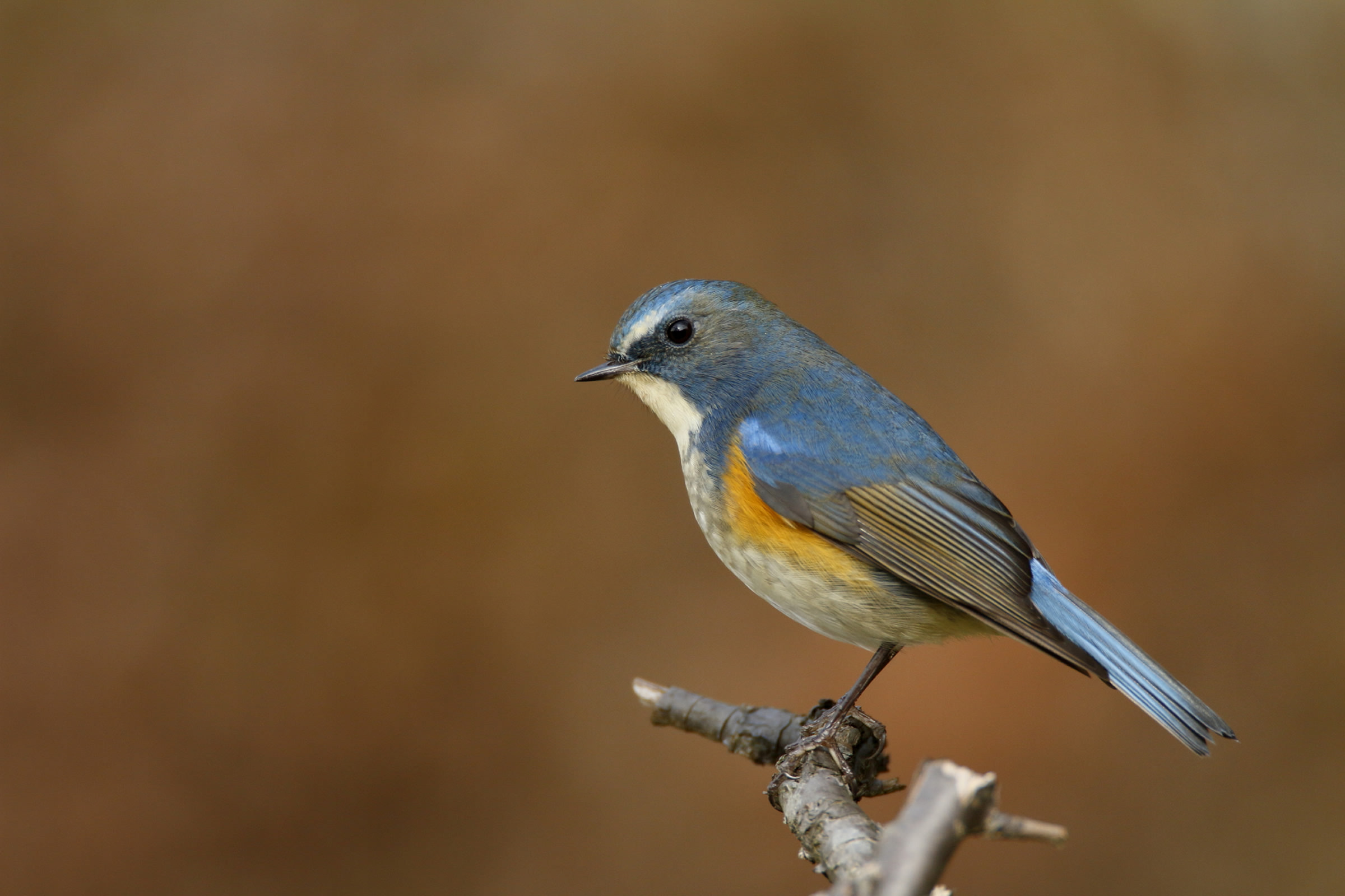 Canon Bird Branch Project, Biodiversity Initiatives