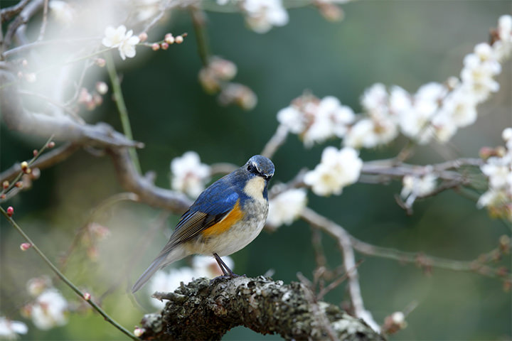 Red-flanked Bluetail and Chinese plum blossoms