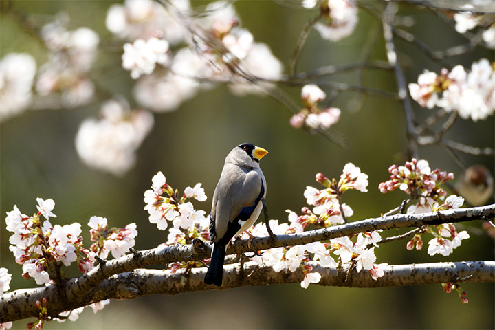 Japanese Grosbeak and cherry blossoms