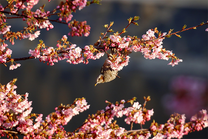 Brown-eared Bulbul and cherry blossoms