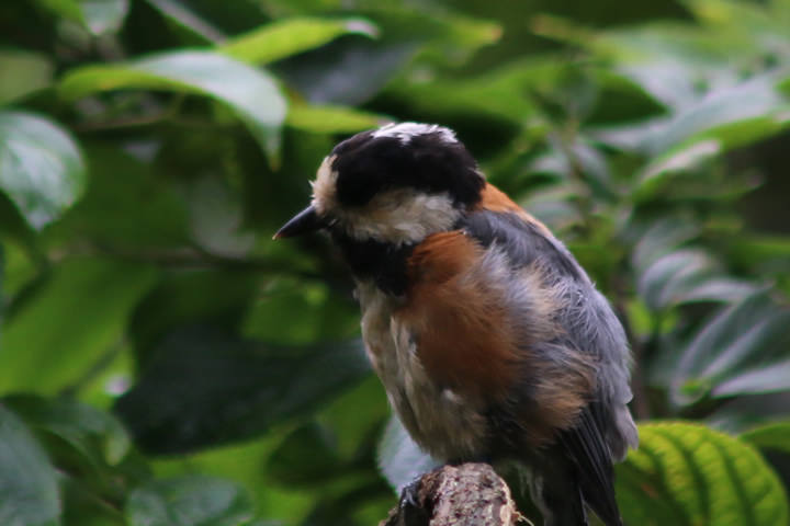 Varied Tit, by a learner