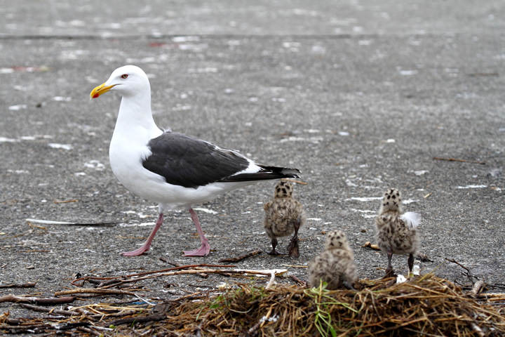 Slaty-backed gulls (parent and children)