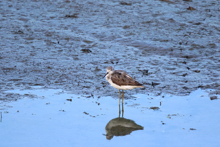 Common Greenshank / Centered composition