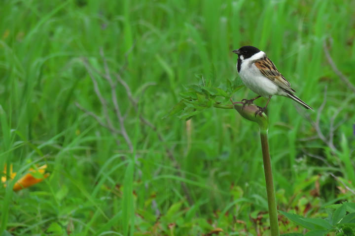 Common Reed Bunting / Rule of fourths