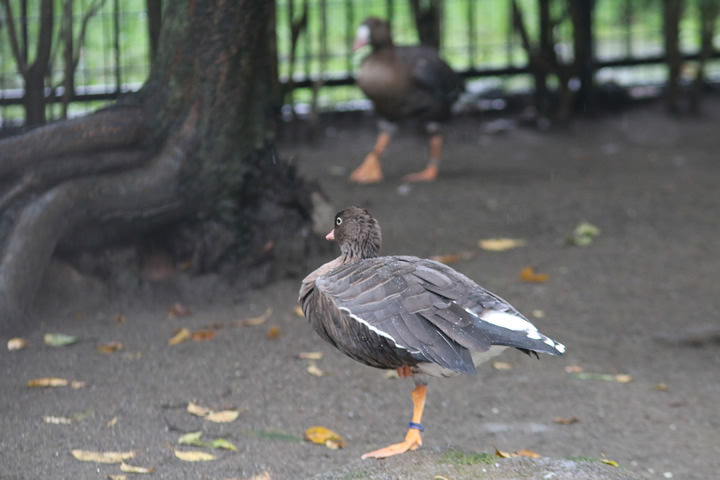 Lesser White-fronted Goose, by a learner