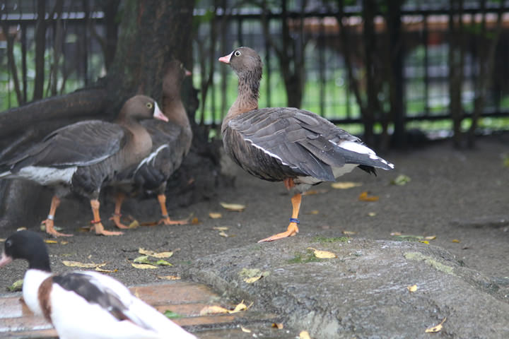 Lesser White-fronted Goose, by a learner