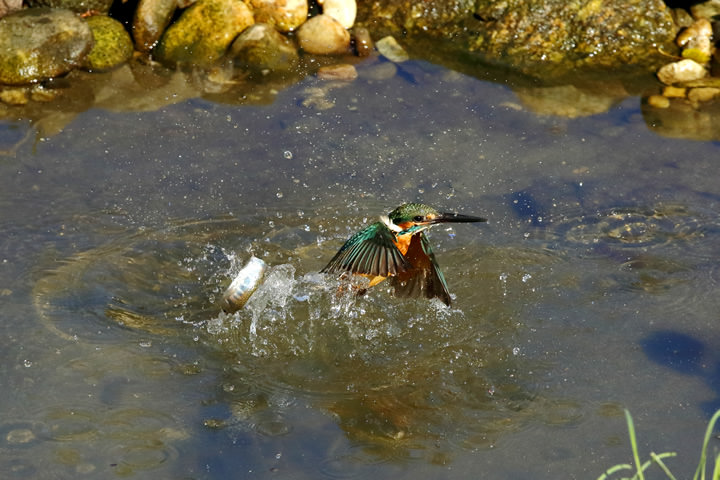 Common Kingfisher, Fast shutter speed