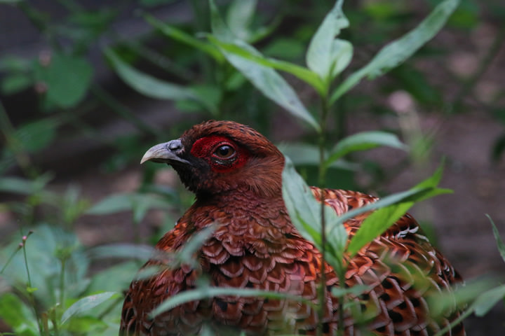 Copper Pheasant, by a learner