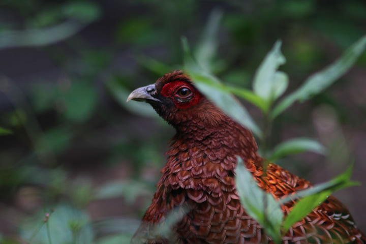 Copper Pheasant, by a learner