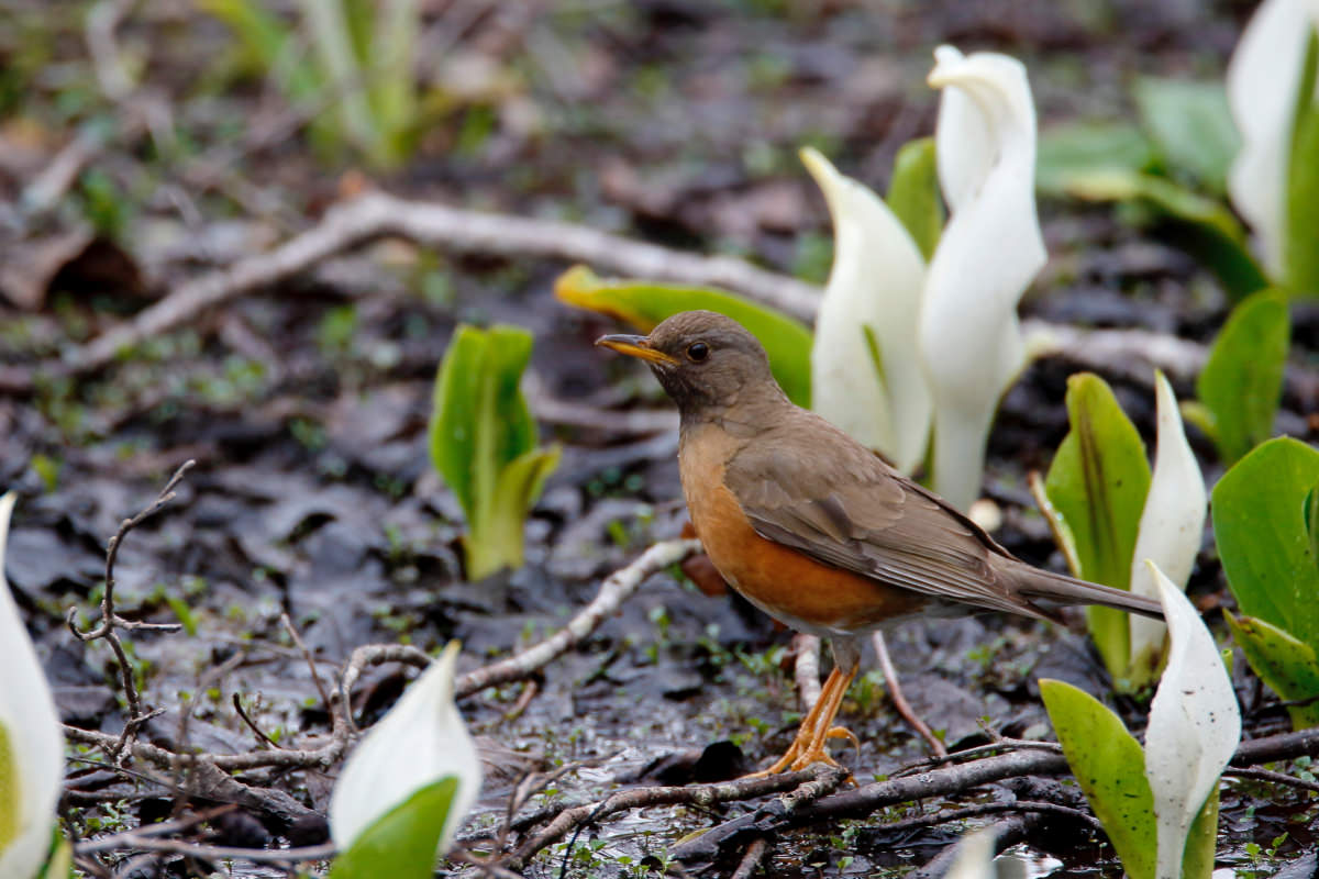 Canon Bird Branch Project, Biodiversity Initiatives