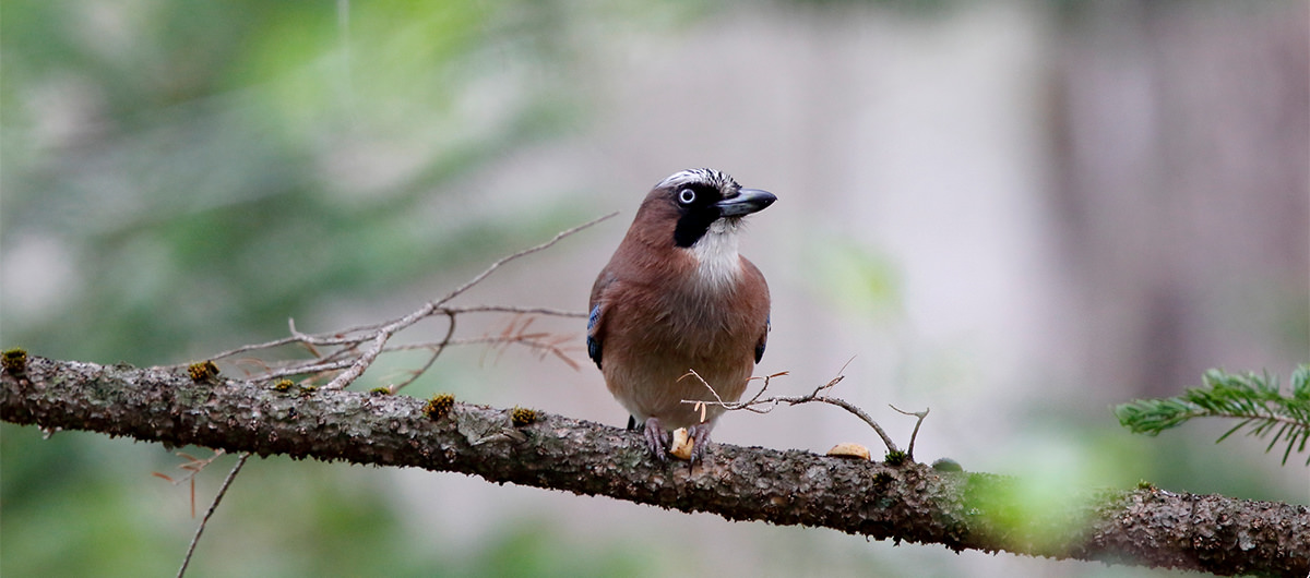 Canon Bird Branch Project Biodiversity Initiatives