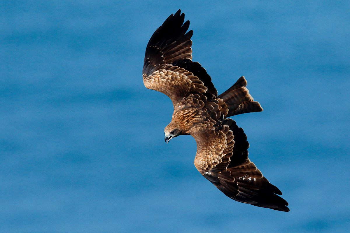 Canon Bird Branch Project Biodiversity Initiatives