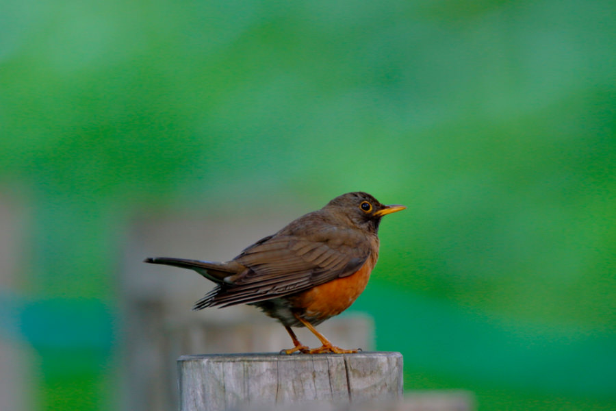 Brown-headed Thrush (with summer plumage) 