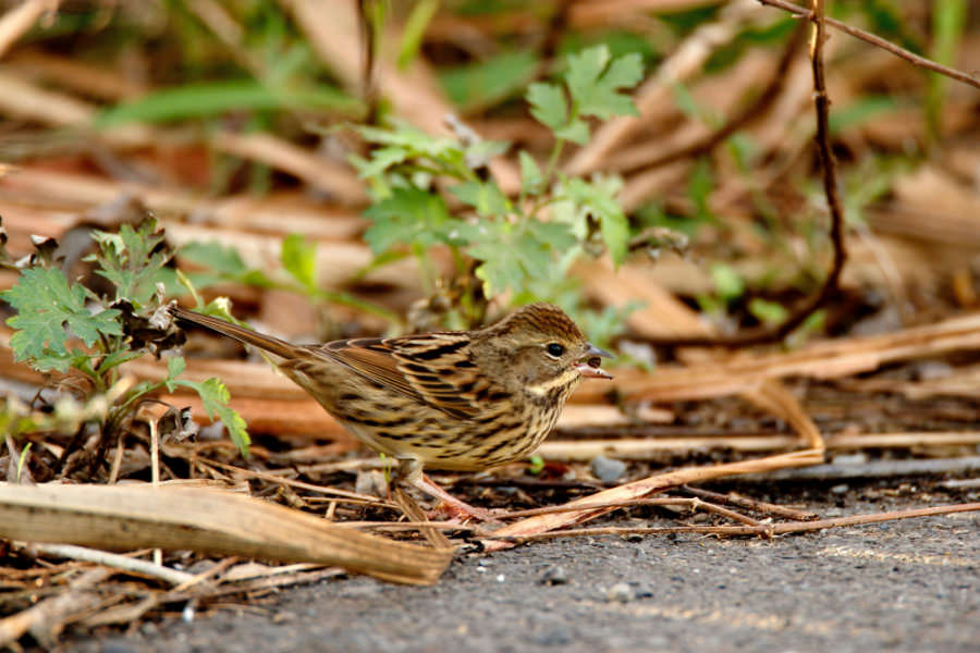 Black-faced Bunting (with winter plumage)