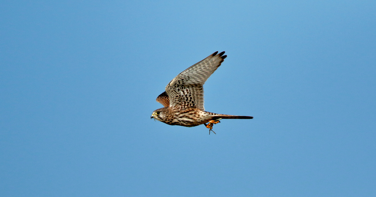 Canon Bird Branch Project | Biodiversity Initiatives | Bird