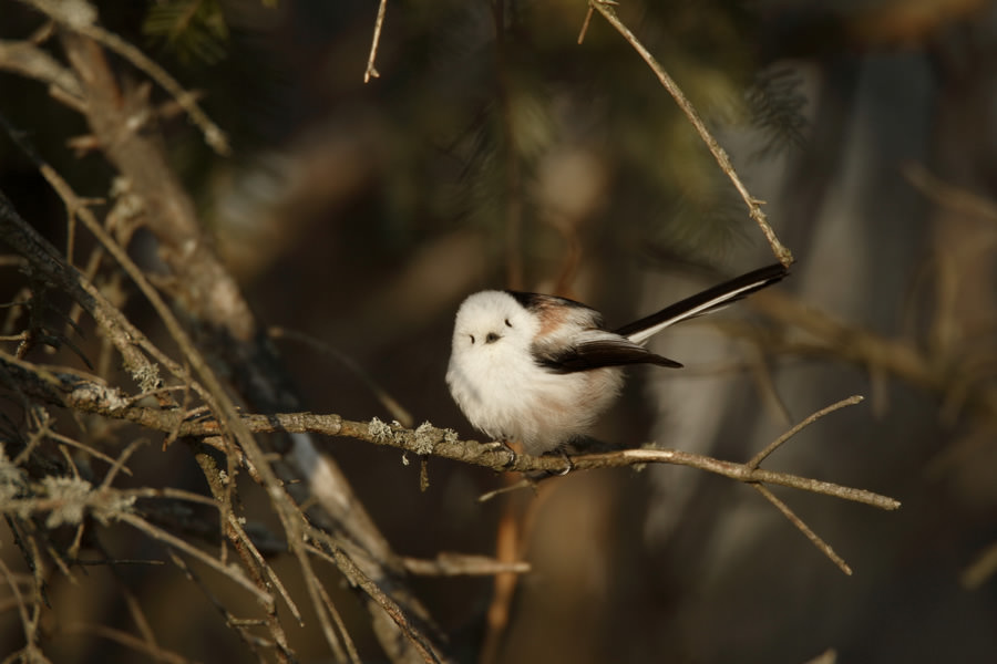 Subspecie japonicas of Long-tailed Tits
