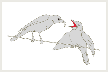 Large-billed Crows