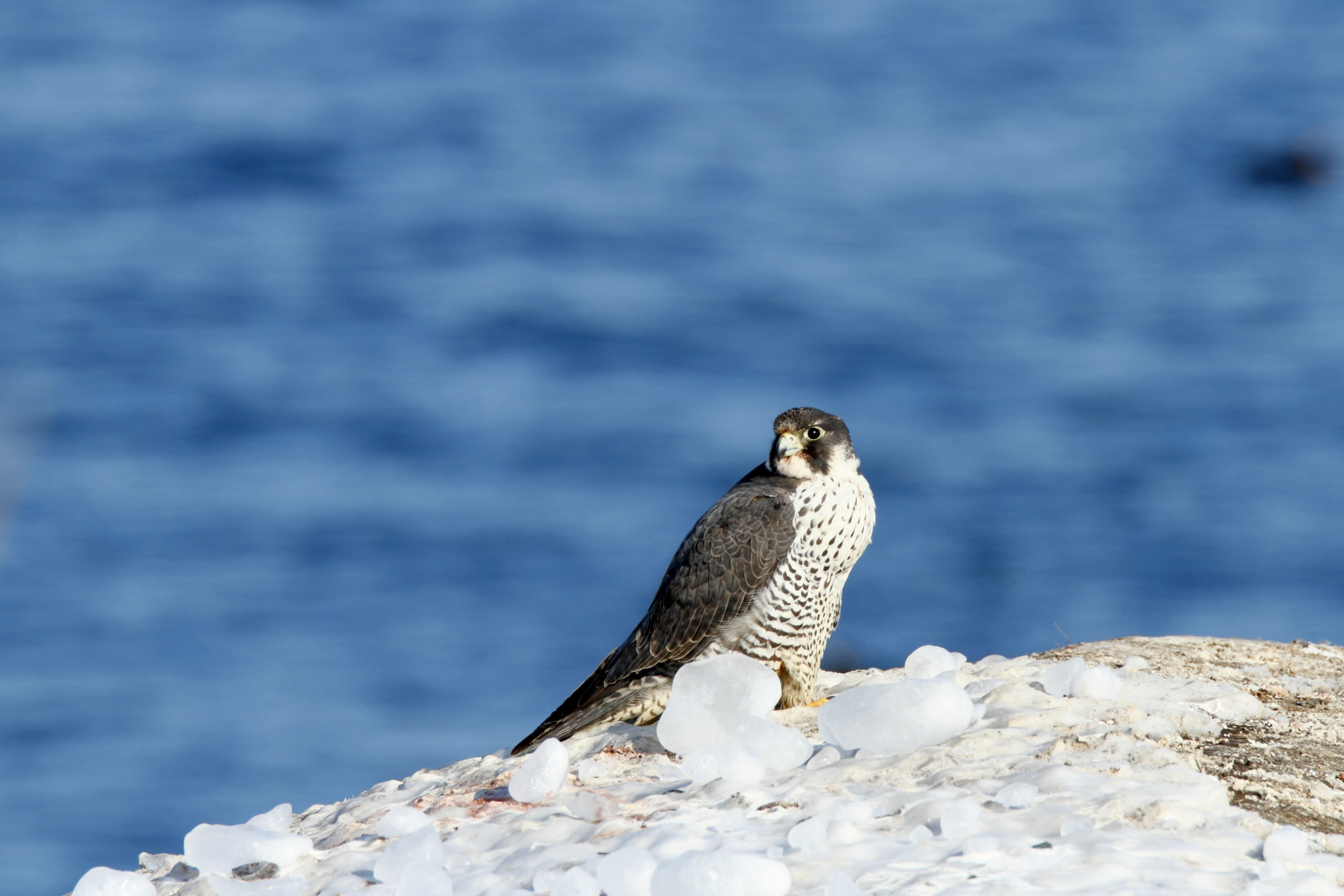 Canon Bird Branch Project | Biodiversity | Bird photo guide | Falcon