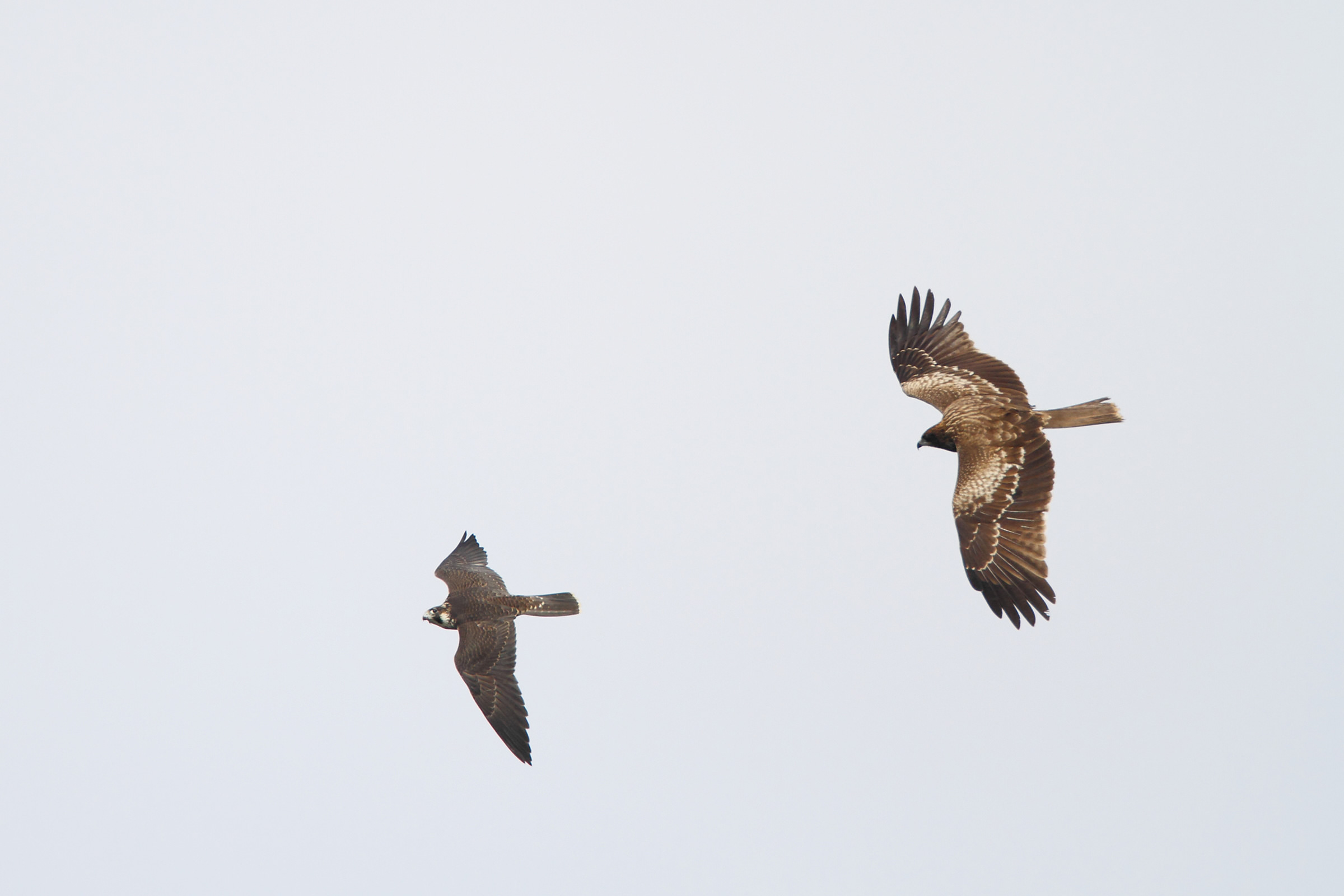 flying falcon bird