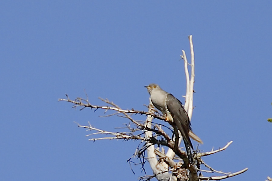 Oriental Cuckoo