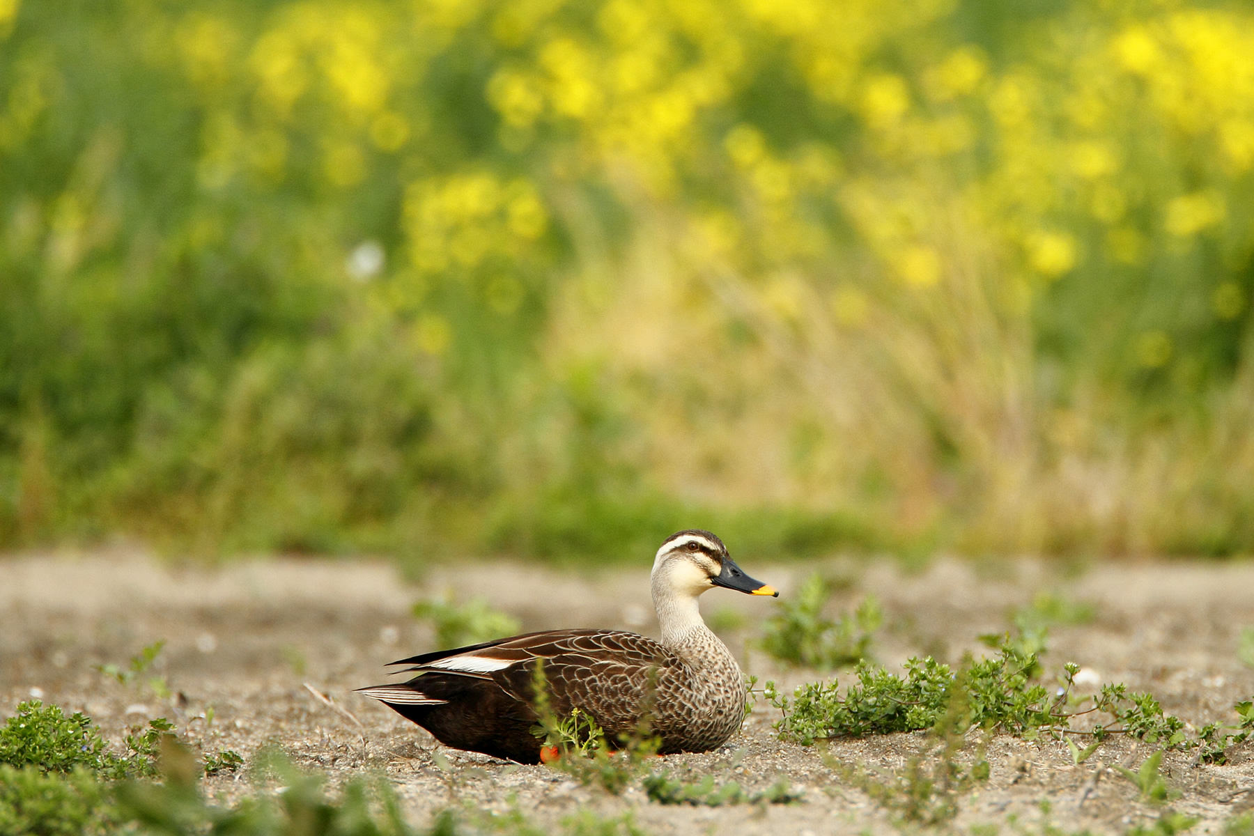 Canon Bird Branch Project | Biodiversity Initiatives | Bird photo guide ...