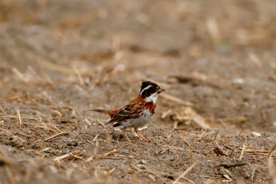 Rustic Bunting (male, summer plumage)