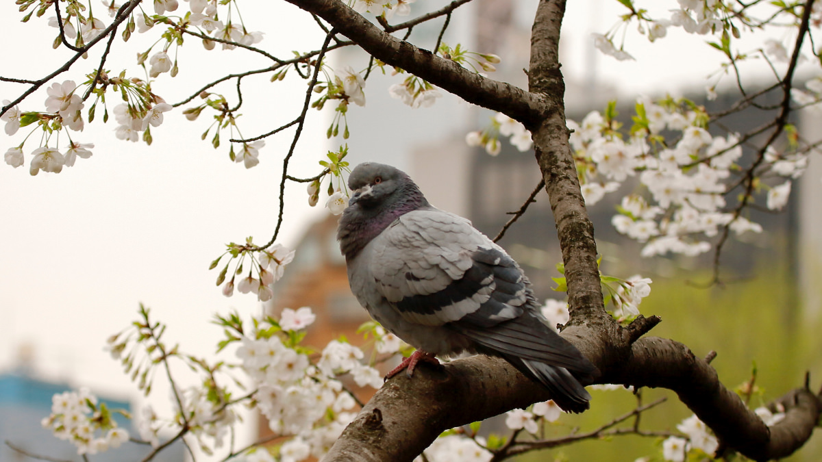 Rock Dove (Feral Pigeon in Japan)