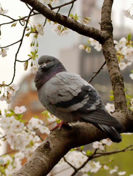 Rock Dove (Feral Pigeon in Japan)