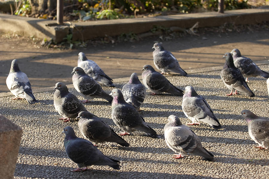 Feral Pigeon (feral species of Rock Dove)