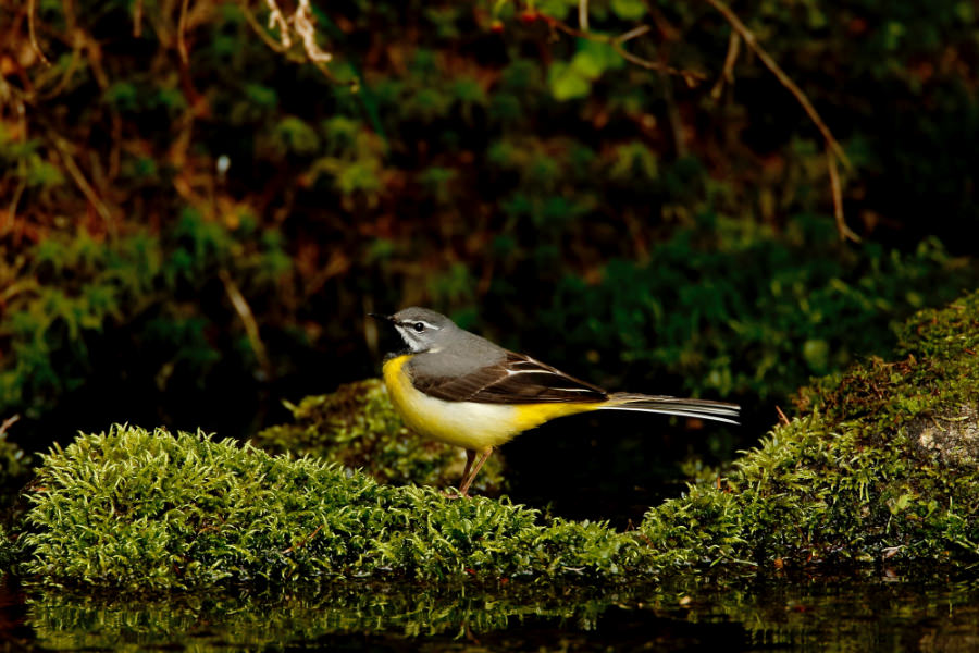 Grey Wagtail (with summer plumage) 