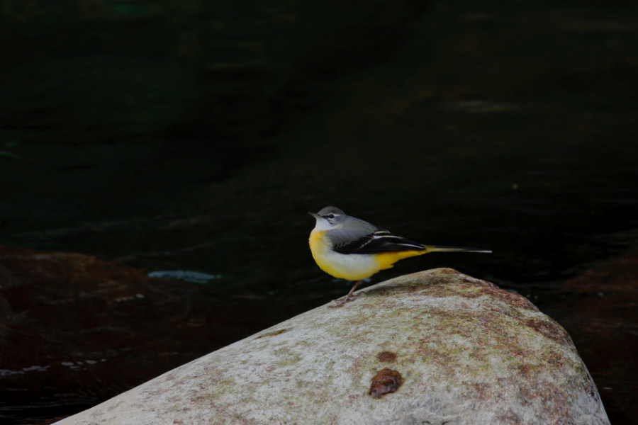 Grey Wagtail (with winter plumage)